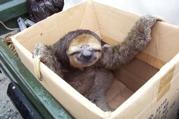 Animal sloth Image