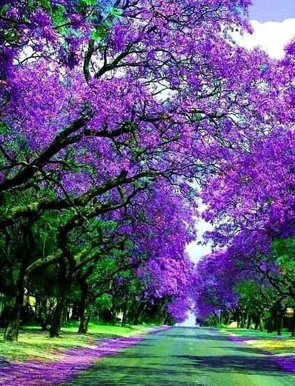 Purple Trees in Spring - Image Abyss