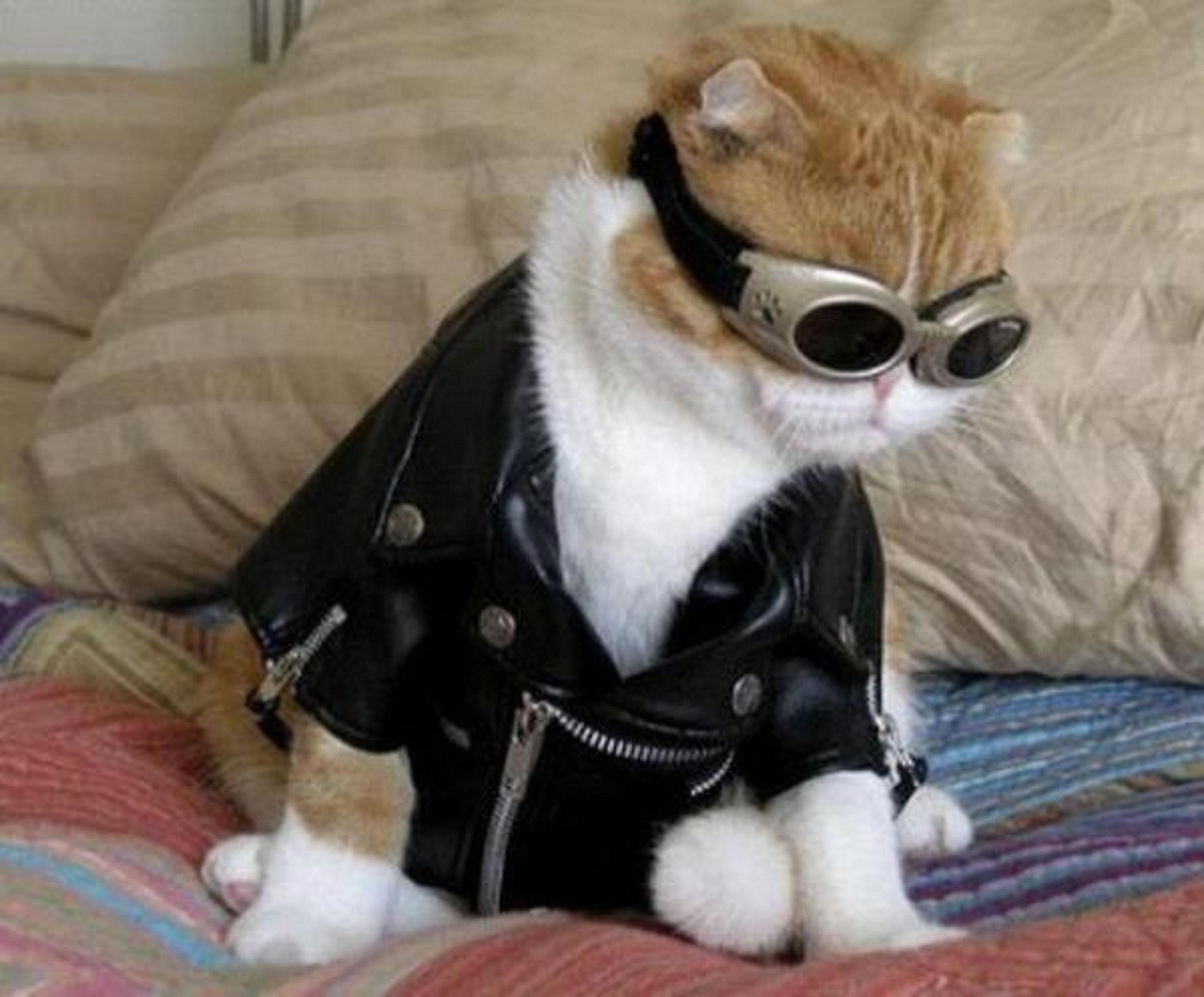 Кошка в куртке