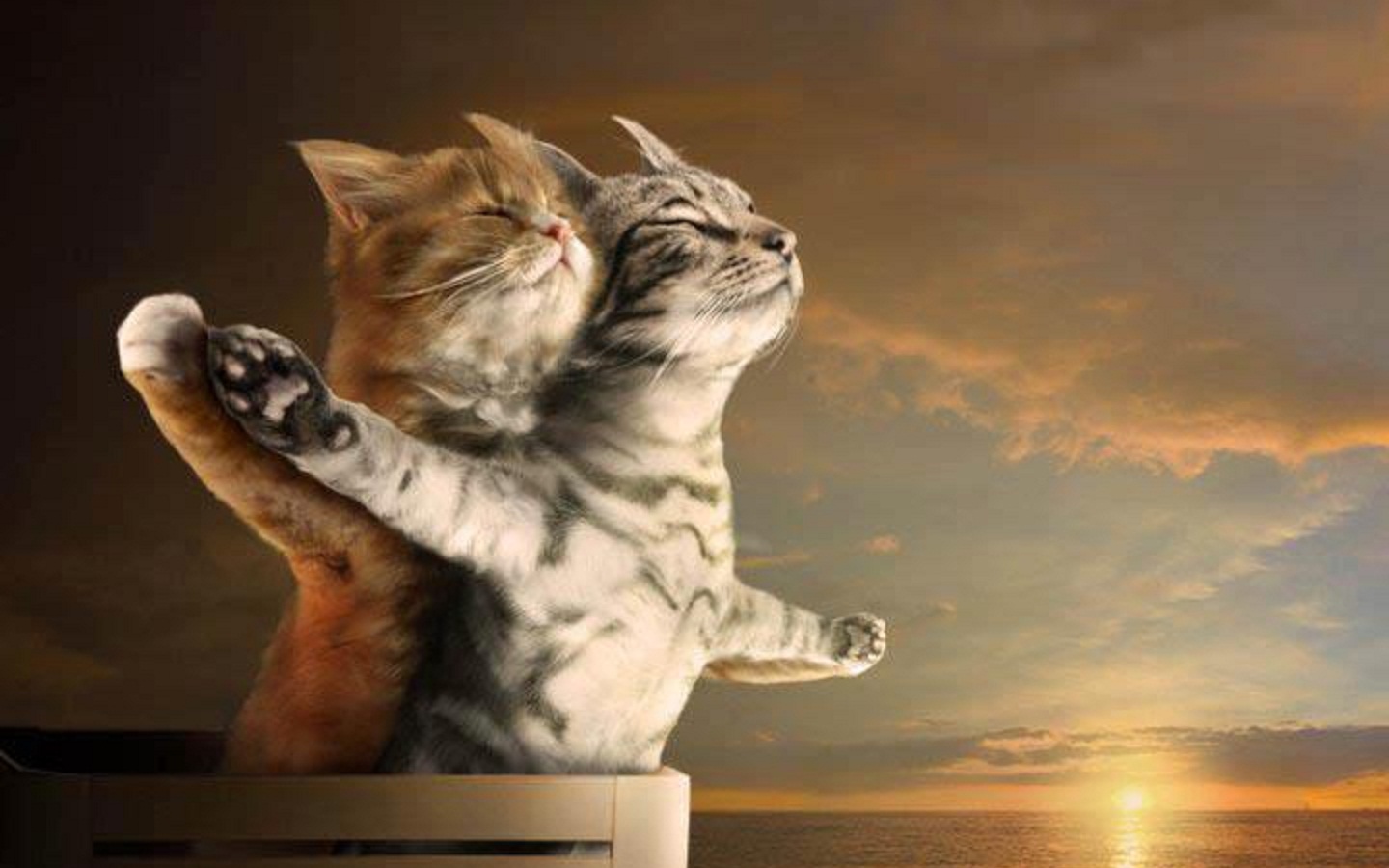 Kittens in "Titanic" Moment