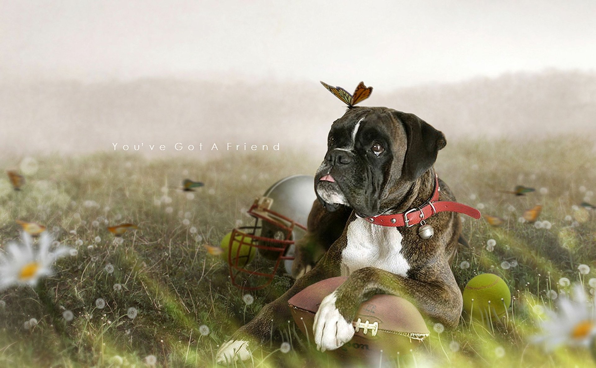 dog soft football