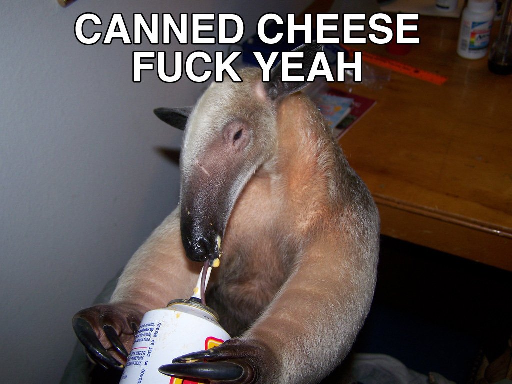 Animal sloth Image