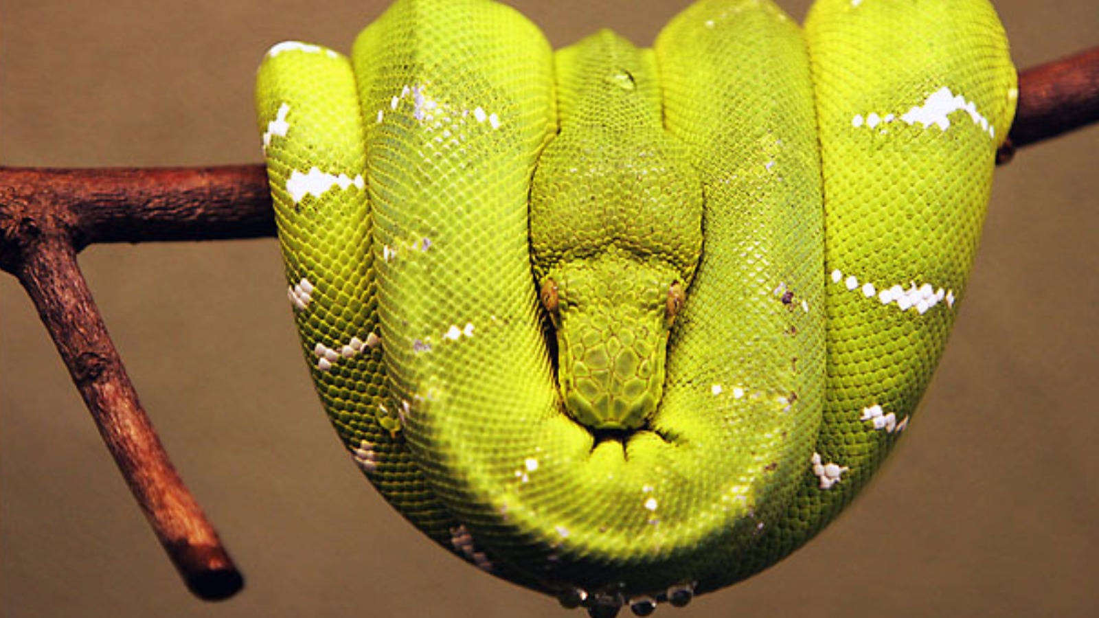 Download Snake Animal Emerald Tree Boa Image